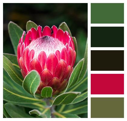 Protea Protea Flower Flower Image